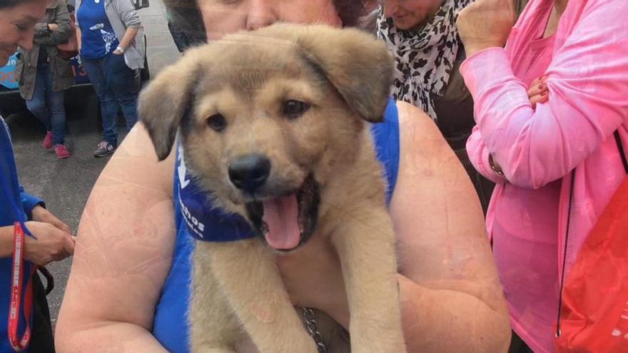 Feria de las Mascotas en Gijón