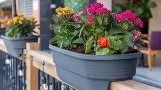 La ley lo confirma: puedes tener plantas en tu terraza o balcón, pero la comunidad puede obligarte a quitarlas en estos casos