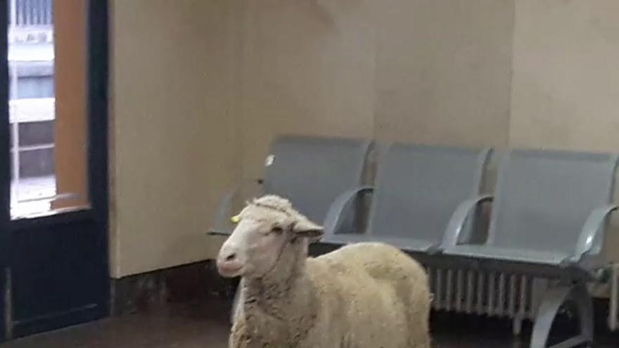 Oveja perdida en la estación de tren de Villanueva de la Serena