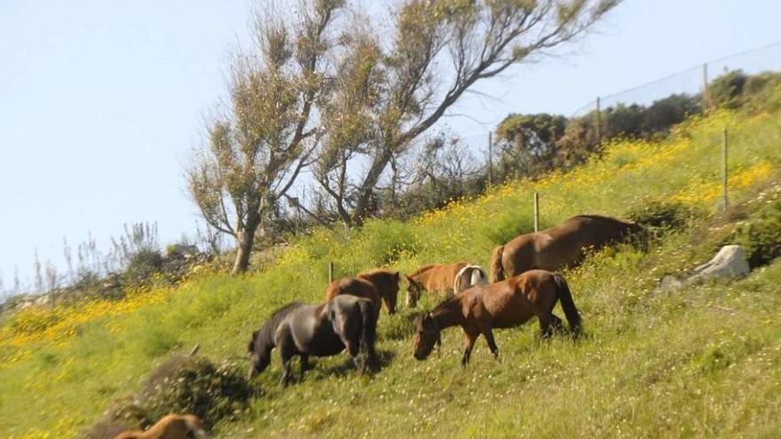 Caballos sueltos en una finca en la zona de Bens.