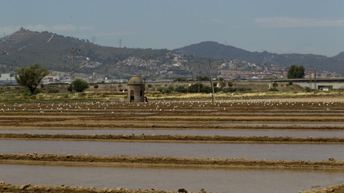 Terrenos del parque agrario del Llobregat donde quizá se ubique Eurovegas.