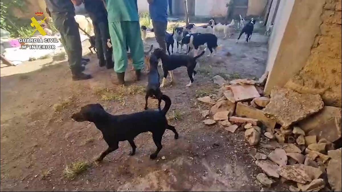 Agentes del Seprona y veterinarios intervienen los perros abandonados.