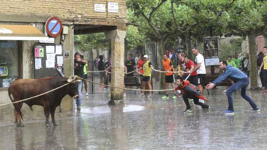 Imagen del Toro Enmaromado de Astudillo, con dos sogas, durante un fuerte aguacero.