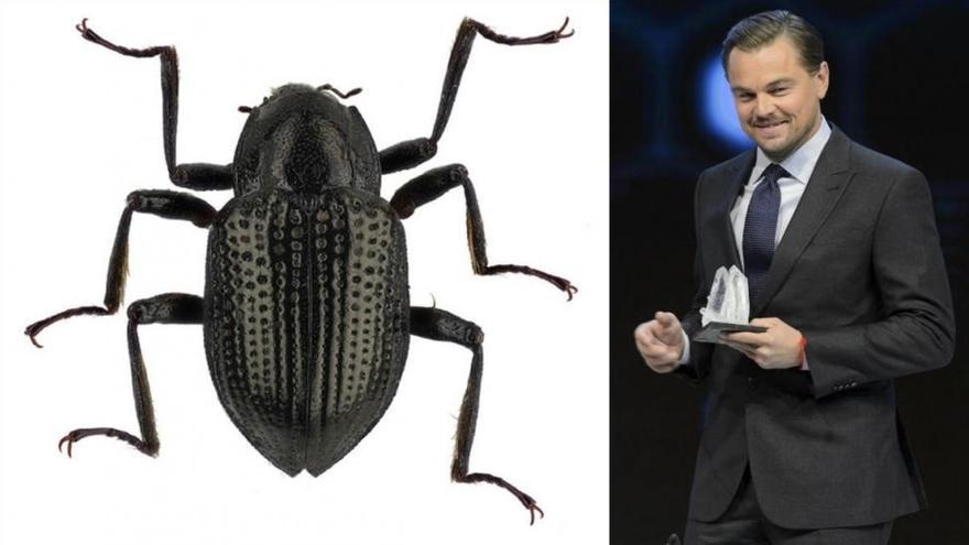 Leonardo DiCaprio ya tiene su escarabajo