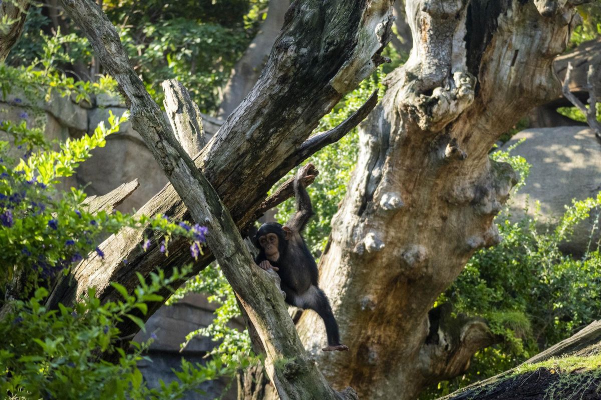 La cría de chimpancé Cala, en la selva de Bioparc Valencia.