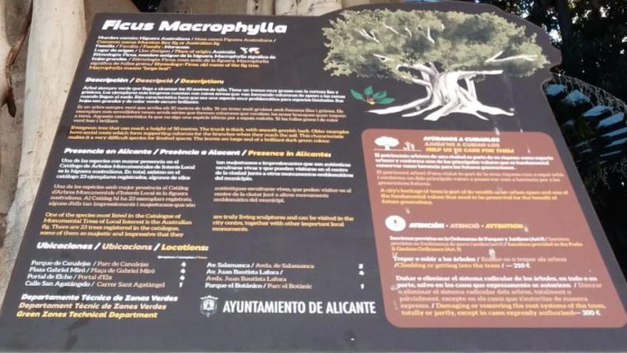 Paneles informativos para poner en valor los 36 ficus centenarios de Alicante