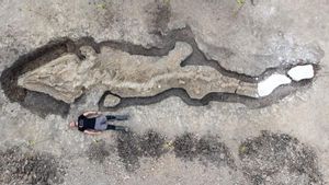 Trobat un ‘drac marí’ de 10 metres fossilitzat en una reserva natural anglesa