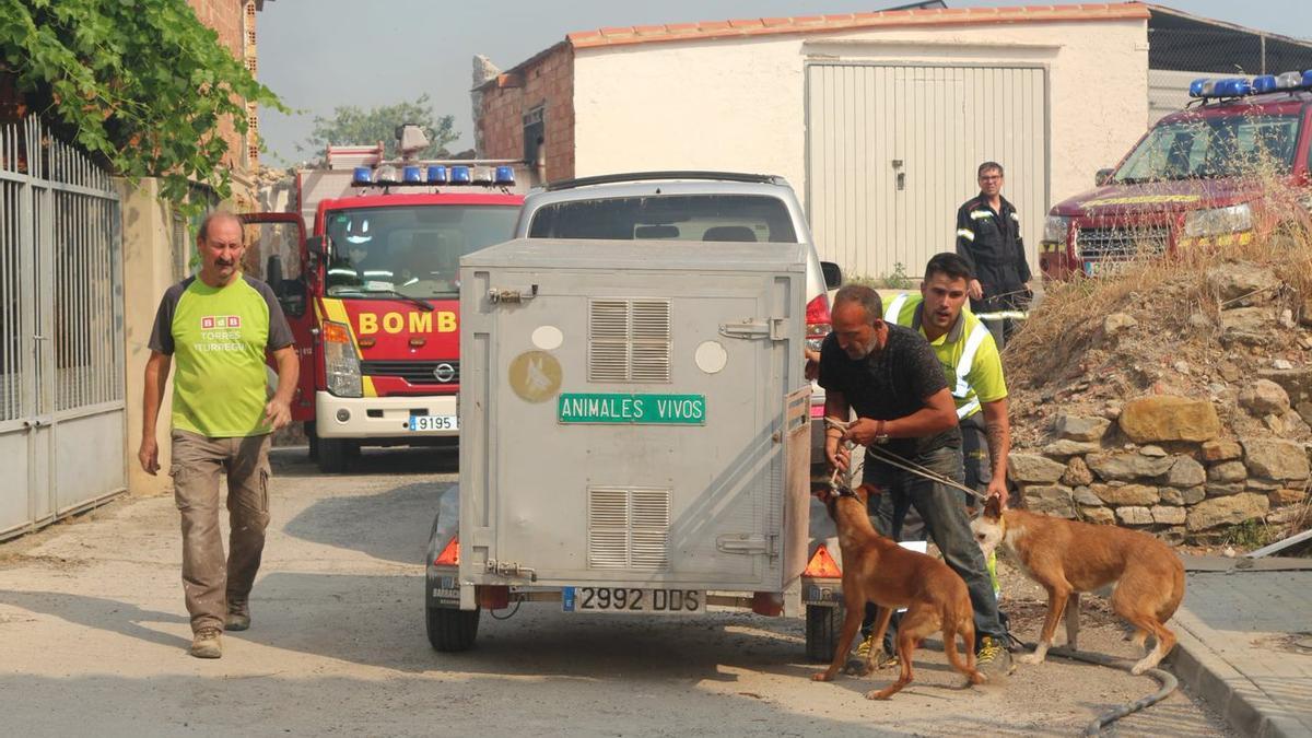 Bomberos ayudan a evacuar animales de las granjas afectadas por el incendio