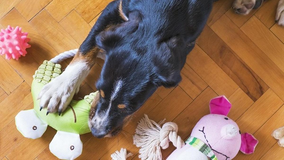 Un perro mordisquea juguetes.