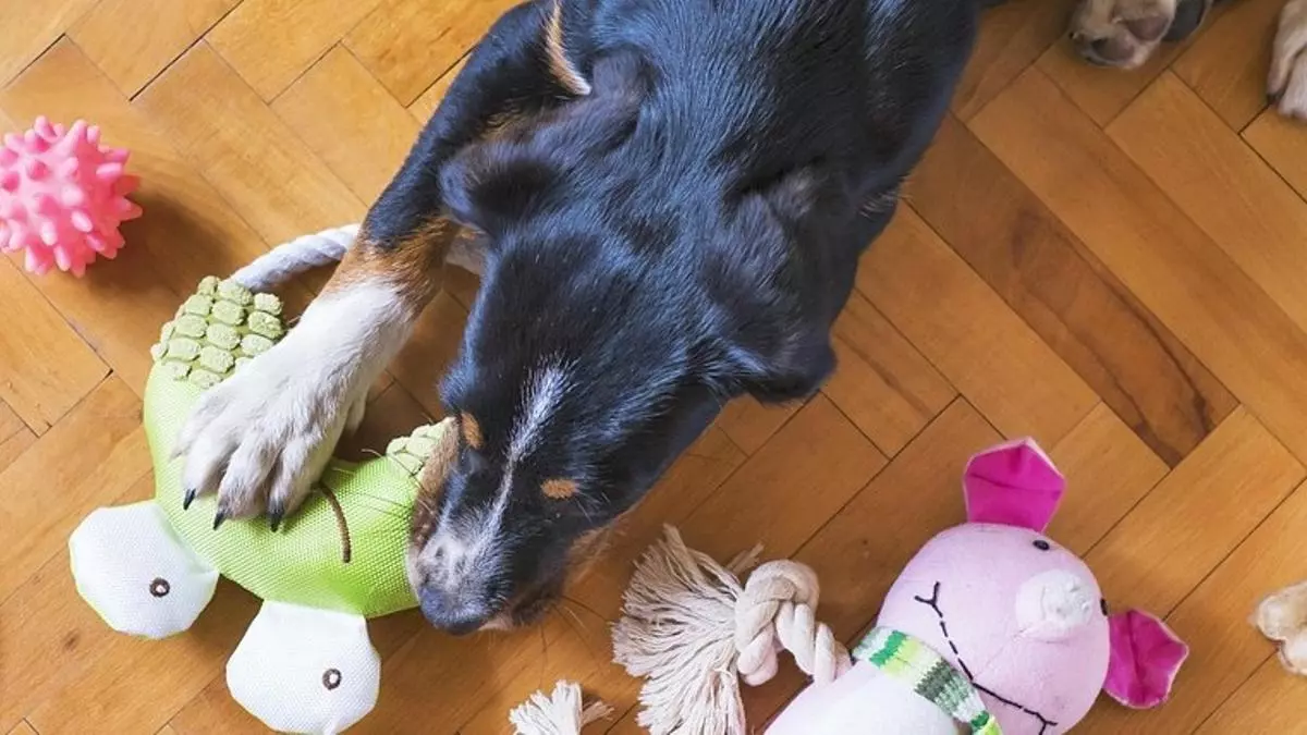 Una veterinaria avisa: si juegas así con tu perro puedes hacerle daño