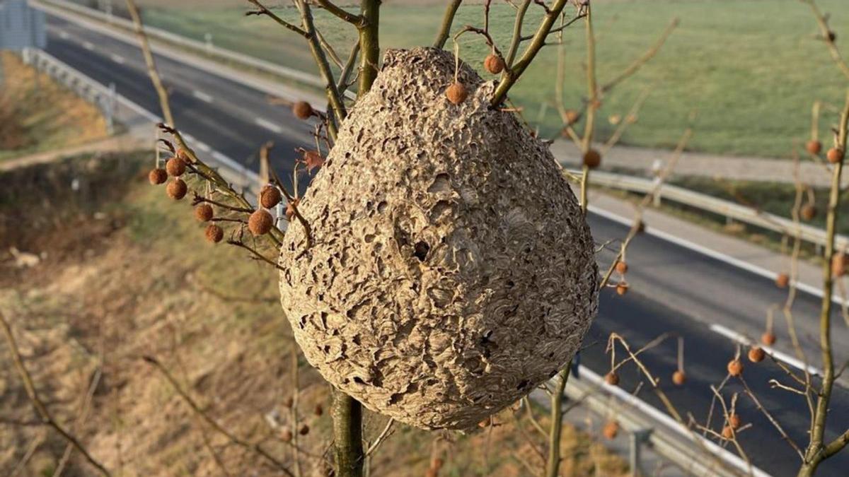 Un niu de vespa asiàtica  a l’Alt Empordà. | ABELLAIRES EMPORDANESOS