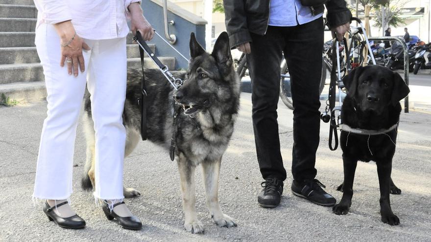 Impiden el acceso a una pareja de ciegos a un restaurante de Palma por ir acompañados de sus perros guía