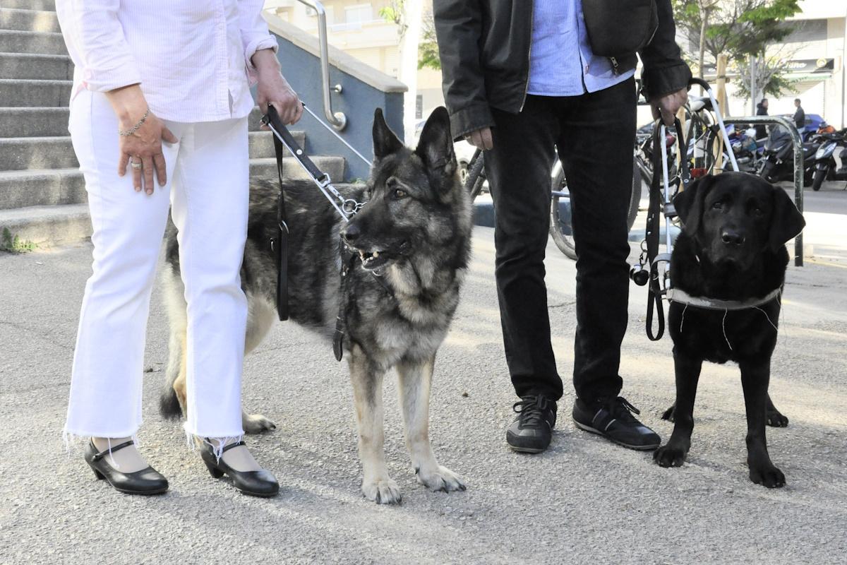 La pareja de invidentes con sus dos perros guía.