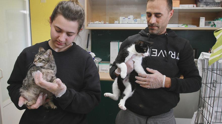 Ourense se pone felino: 144 colonias urbanas censadas y 150 gatos esperando adopción