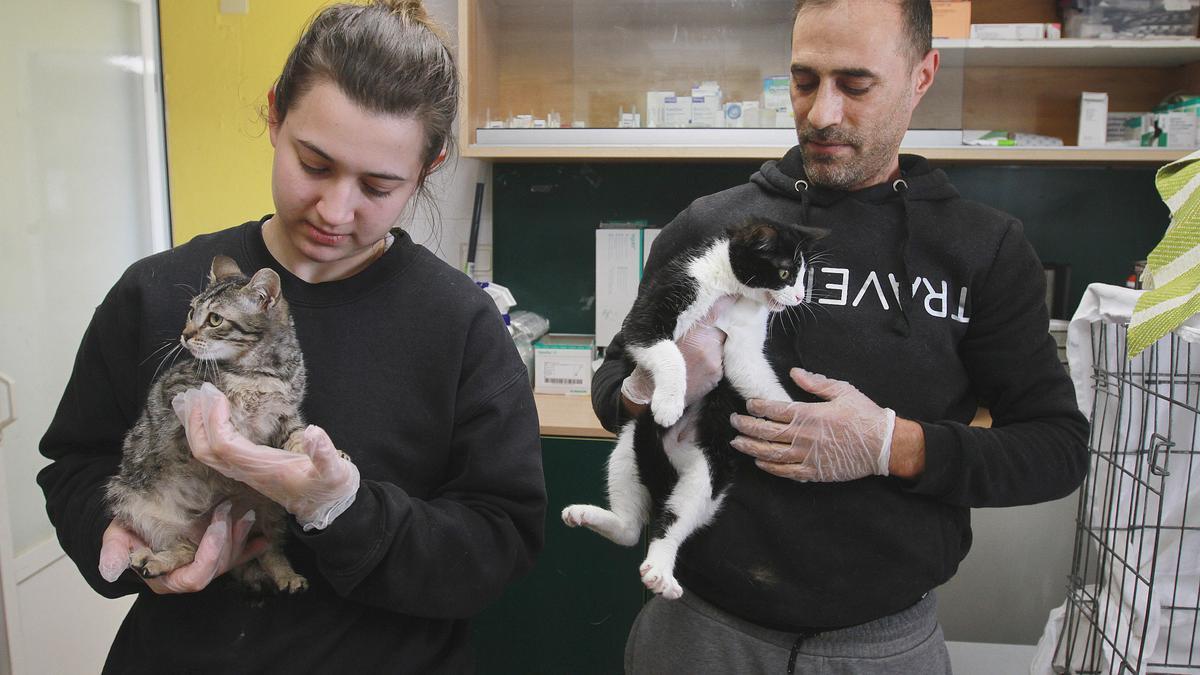 Xosé Carlos, con una compañera de Progape muestran dos de los gatos en adopción