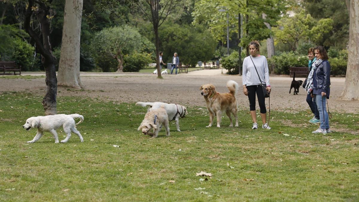 Perros en el Turó Park, en una imagen de archivo.