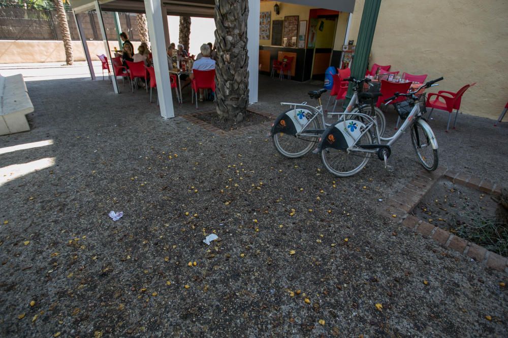 Suciedad en las calles de Elche por los dátiles