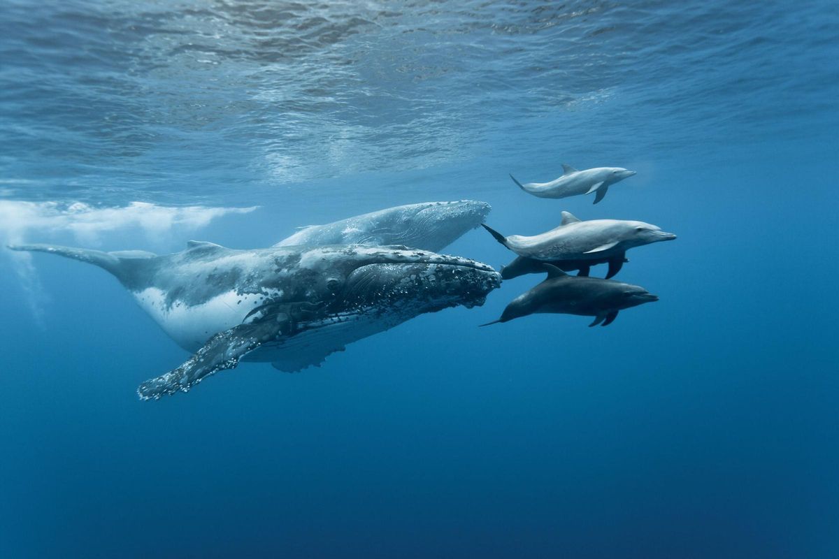 Un grupo de delfines juega y escolta a dos ballenas.