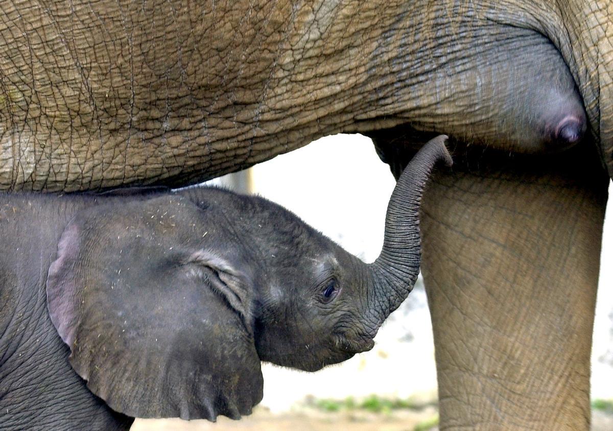 Mor un treballador del parc de Cabárceno després de ser colpejat per un elefant Mor un treballador del parc de Cabárceno després de ser colpejat per un elefant