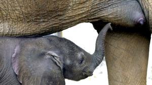 Mor un treballador del parc de Cabárceno després de ser colpejat per un elefant