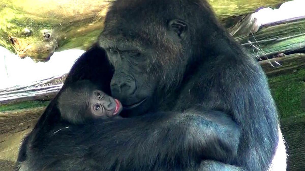 Cria de goril·la amb la seva mare, al Zoo de Barcelona.