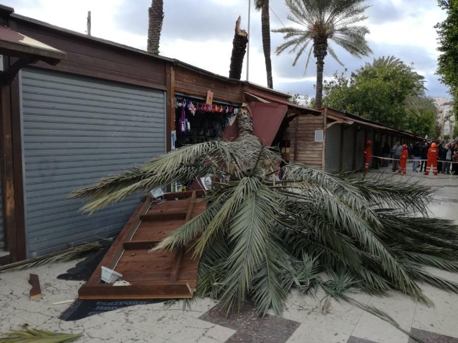 Es el tercer ejemplar de palmera que cae sobre los puestos de artesanía en un mes y los vendedores lamentan la falta de mantenimiento.