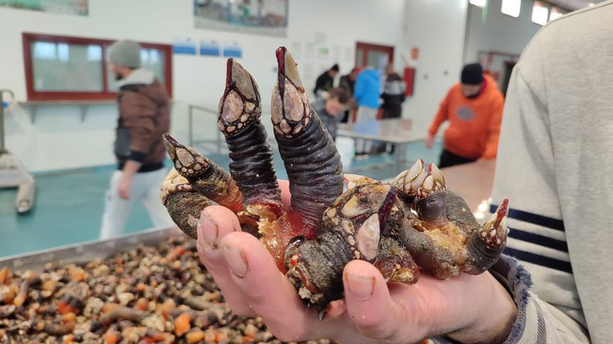 Así se subasta el percebe en la lonja de Cangas