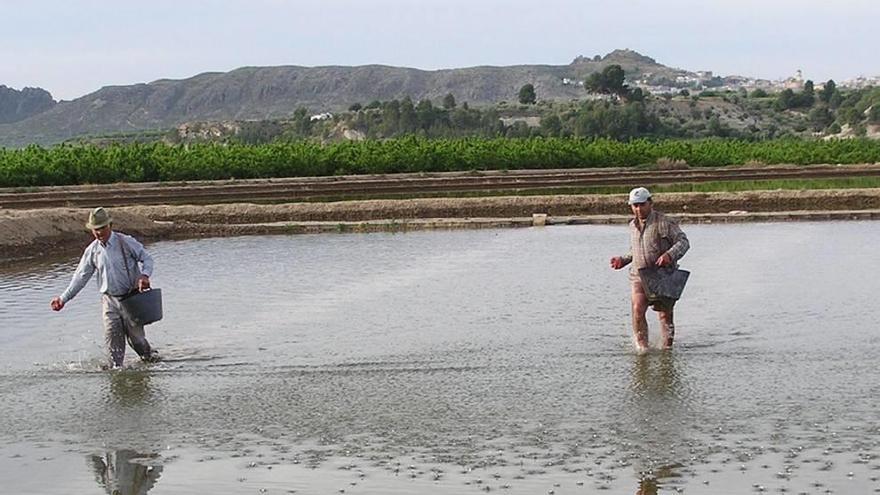 Dos agricultures trabajan en los arrozales de Calasparra.