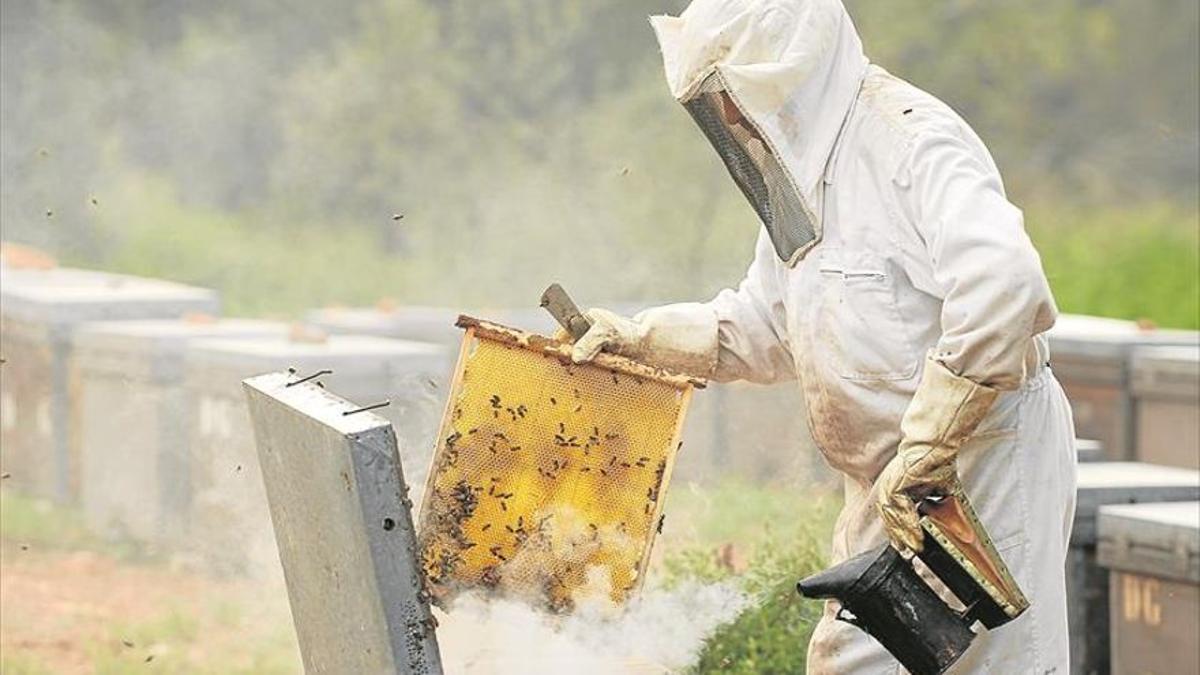 Las ayudas a la apicultura se pueden pedir hasta el 8 de julio