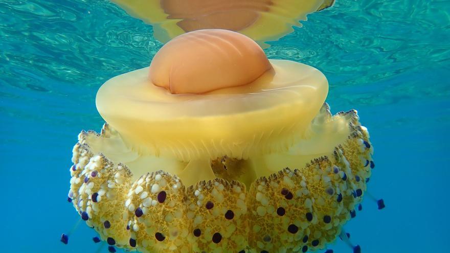 Vuelve la medusa &#039;huevo frito&#039; al Mediterráneo: dónde está y cómo es su picadura
