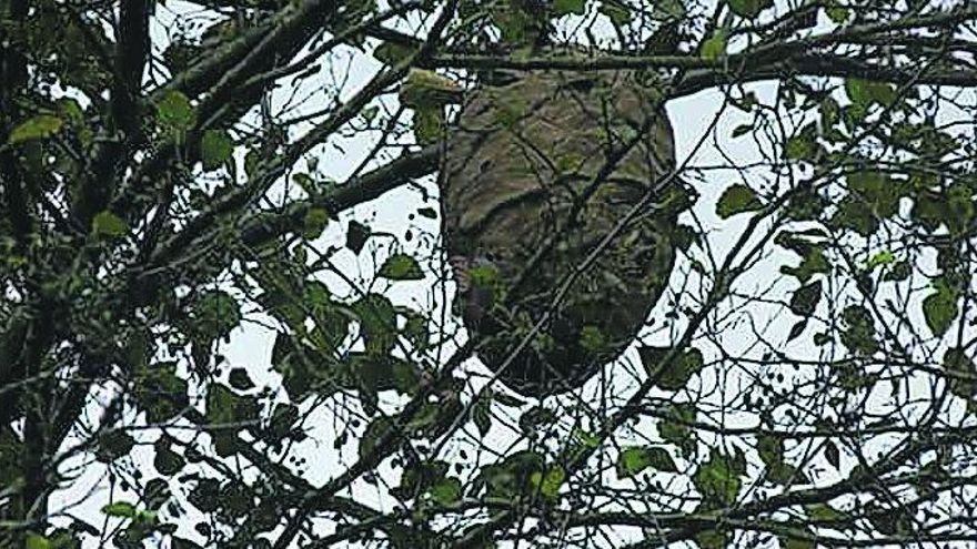 Alarma en el Occidente por la presencia de la avispa asiática