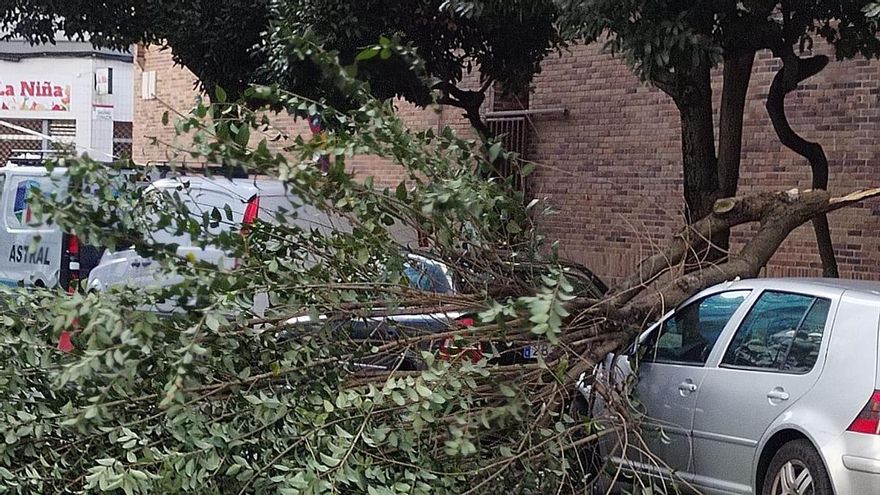 Cae una rama de un árbol sobre un coche en Gijón