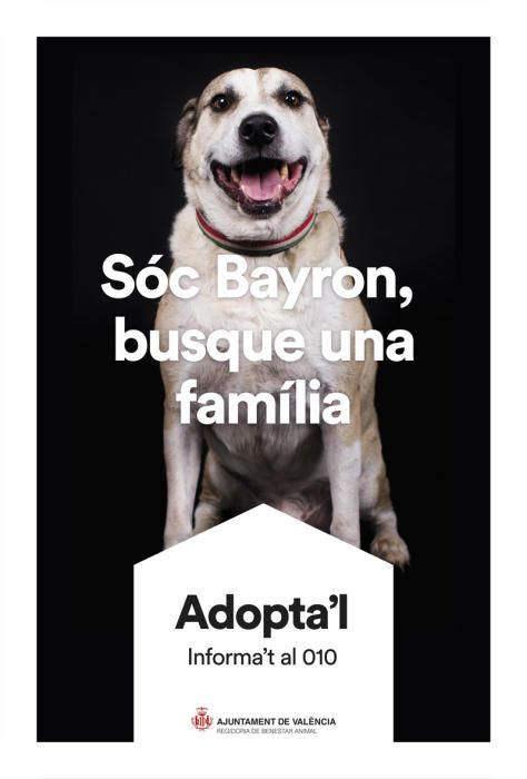 València pone cara y nombre a los perros de Benimàmet que buscan familia de adopción