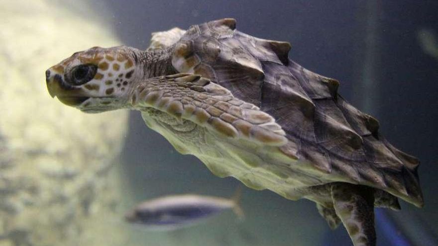 La tortuga, en uno de los tanques del acuario, que comparte con otros peces.