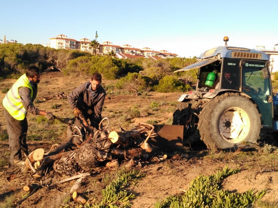 Restauración ambiental de la pinada quemada en el paraje Molino del Agua de Torrevieja