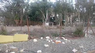 El Limonium de los Baños del Carmen, heroico superviviente