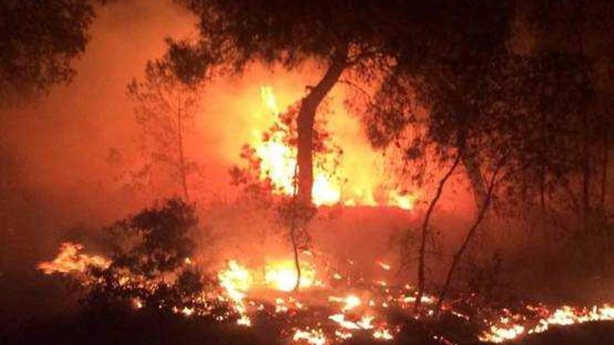 Arde una pinada de Orihuela Costa