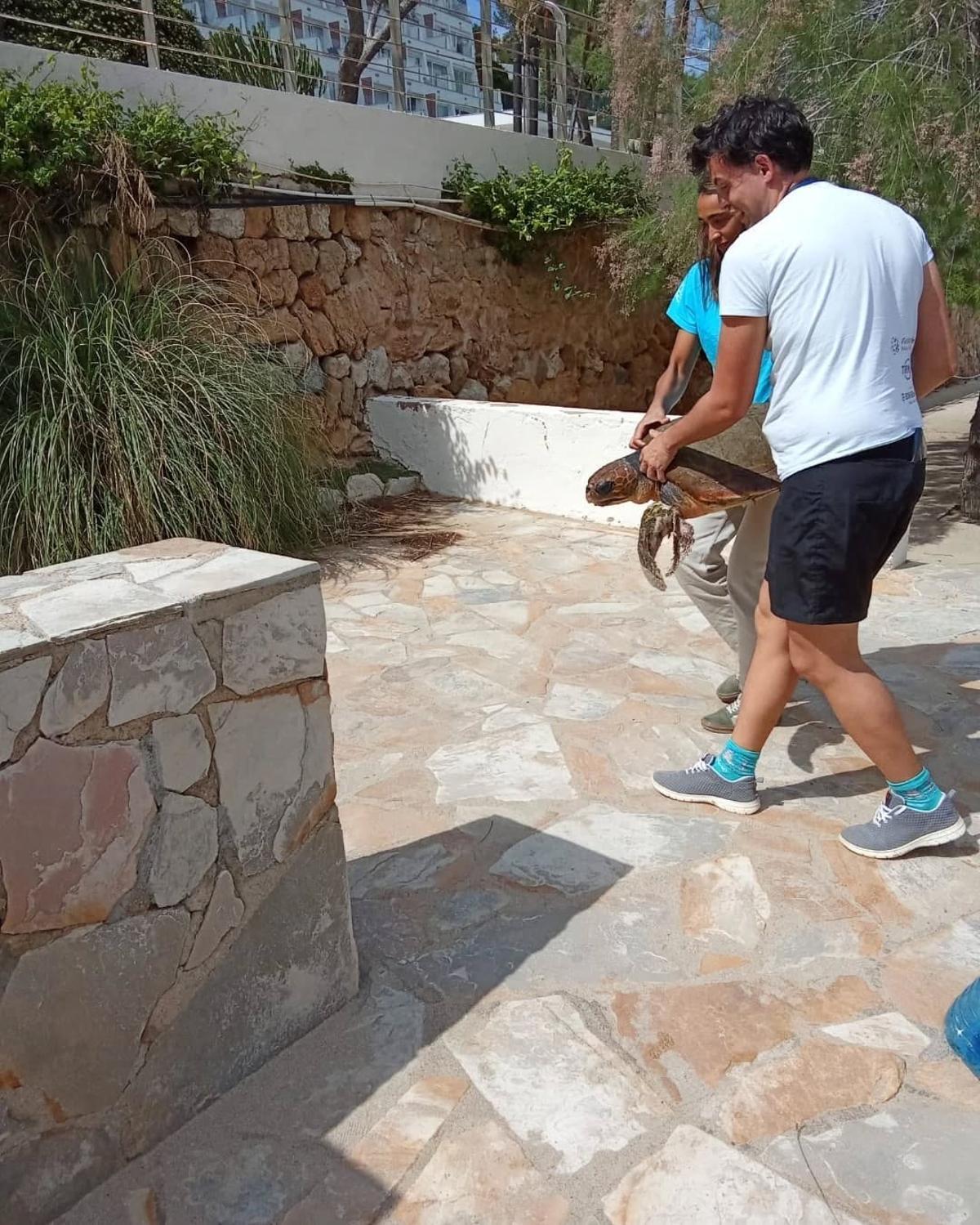 Traslado del animal a las instalaciones del Palma Aquarium.