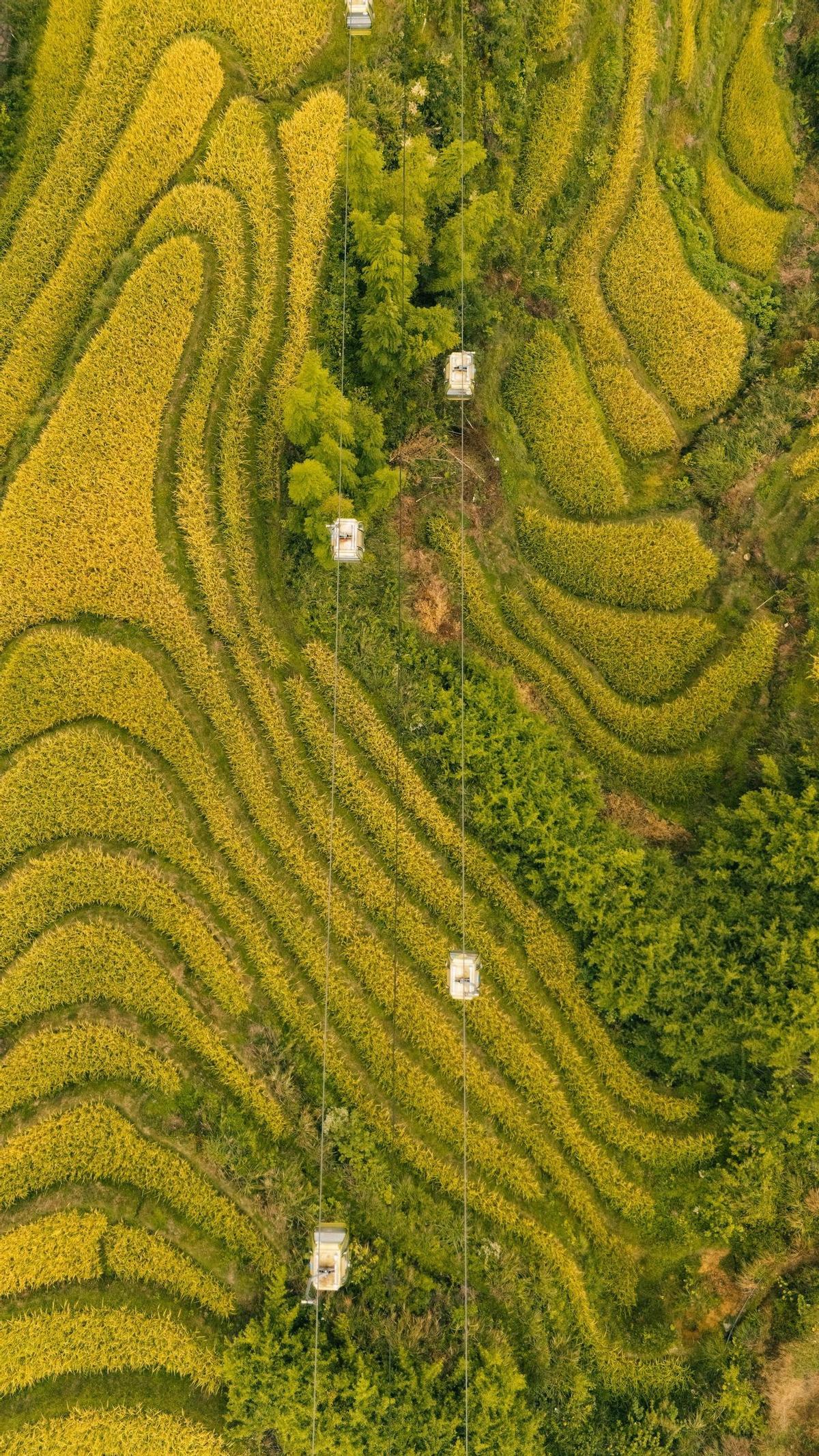 Los arrozales desde el aire, uno de los imprescindibles de Guilin