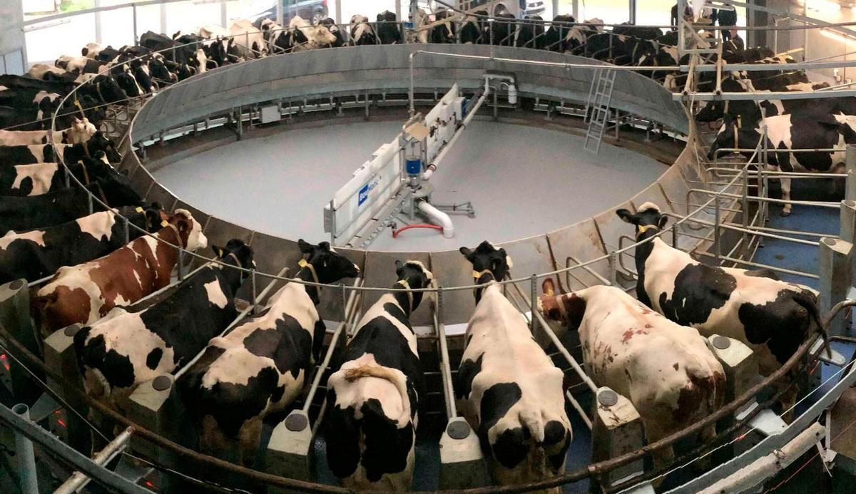 Vacas en una granja industrial
