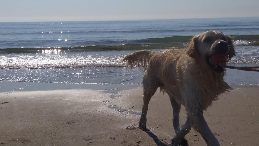 Las mejores playas para ir con perros en Valencia