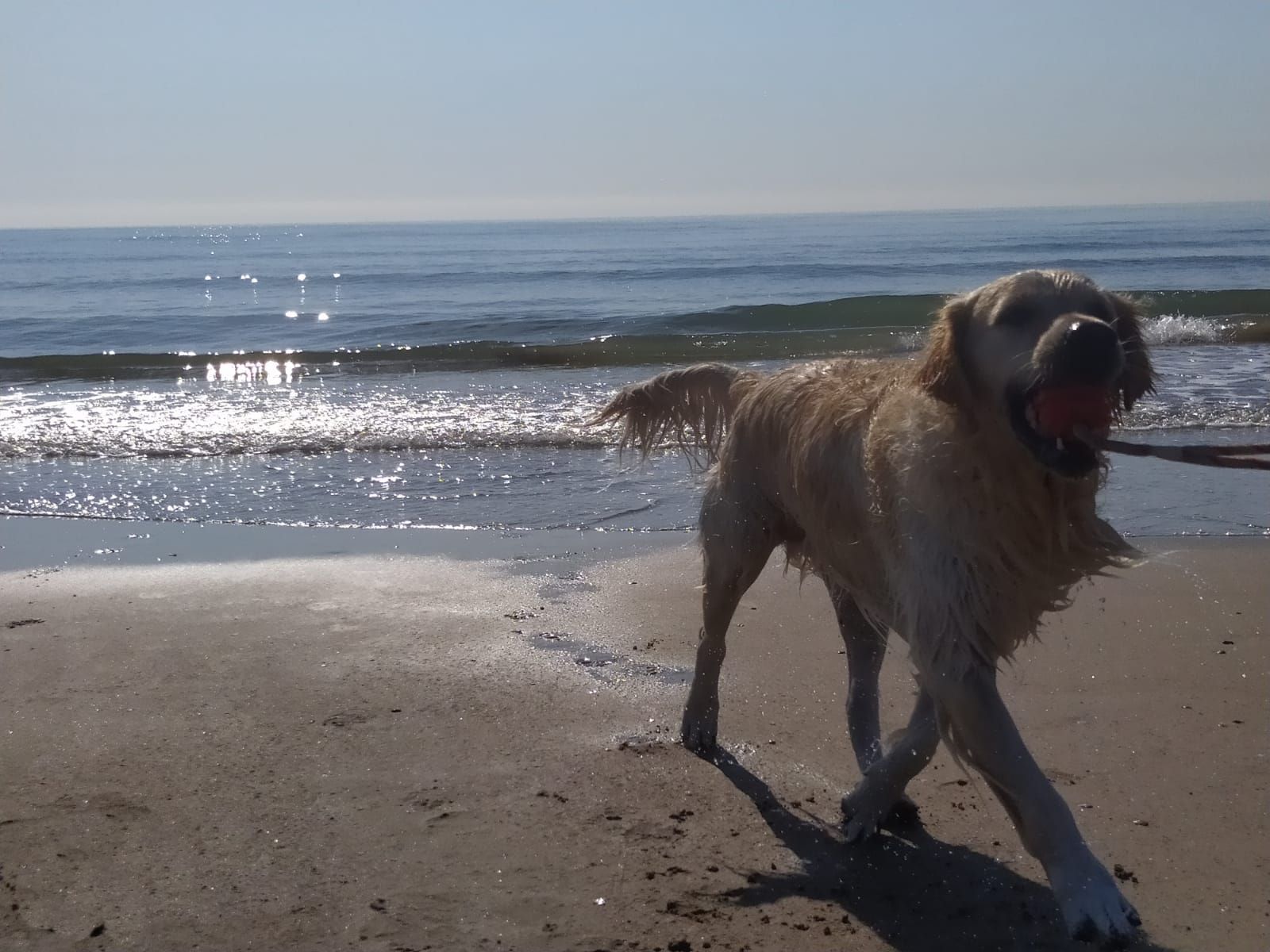 Las mejores playas para perros en la C. Valenciana