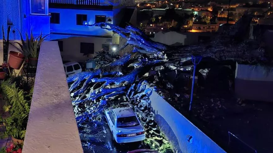 Cae el histórico drago de Los Realejos