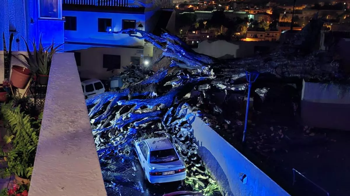 Cae el histórico drago de San Francisco en Los Realejos