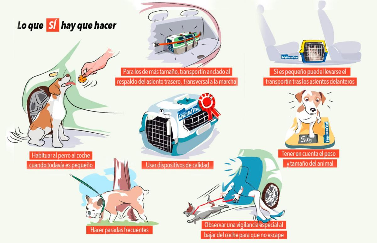 Recomendaciones de la DGT para llevar a nuestras mascotas en el coche