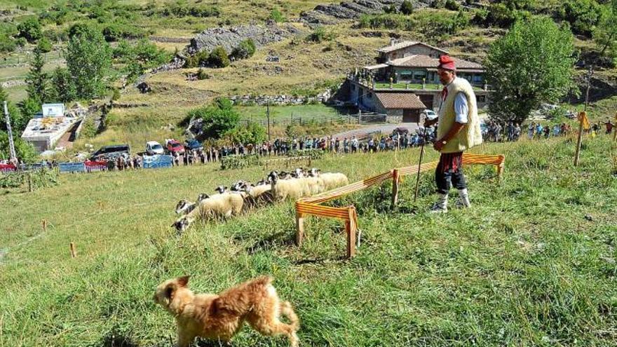 El concurs de gossos d&#039;atura fa el ple a Castellar de n&#039;Hug però sense pastors de casa