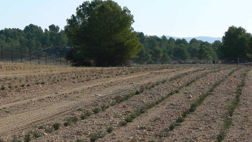 Thader Biotechnology consigue cultivar la trufa del desierto