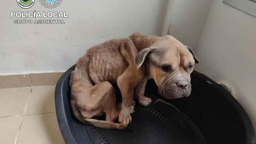 Un perro muere tras permanecer días sin comida, bebida ni atención veterinaria en Las Palmas de Gran Canaria