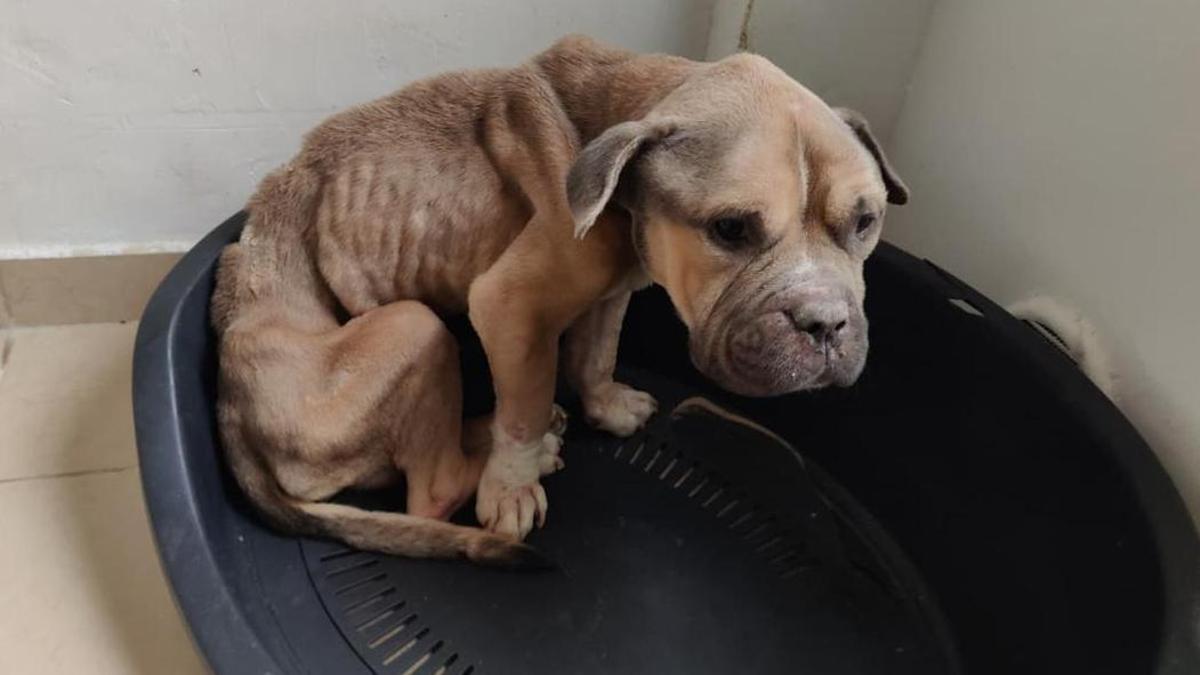 Imagen del American Bully retirado por la Policía Local.