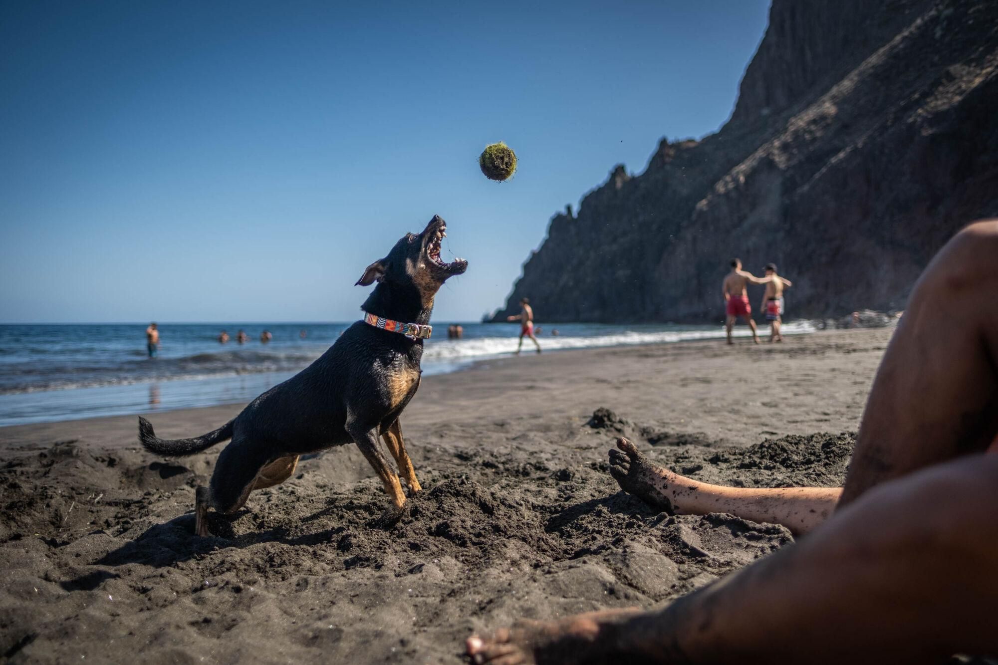 Las Gaviotas, primera playa para perros de Santa Cruz de Tenerife